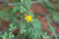 Crotalaria medicaginea var. neglecta
